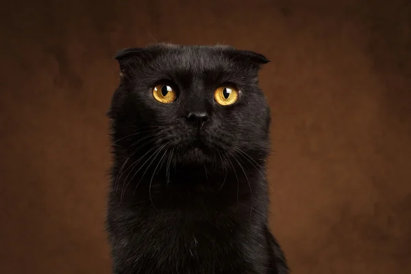 Nahaufnahme Porträt einer mürrischen schwarzen Katze — Stockfoto