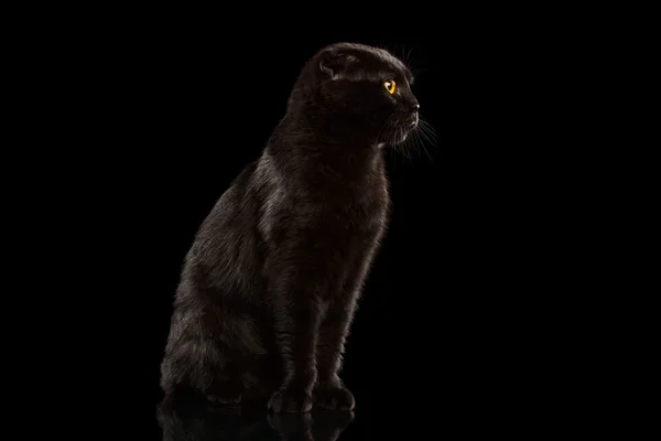 Black Cat Sitting on Mirror and Grumpy Looking — Stock Photo, Image