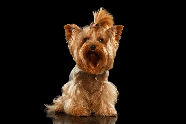 Closeup Yorkshire Terrier Dog Standing on Black Mirror — Stock Photo, Image