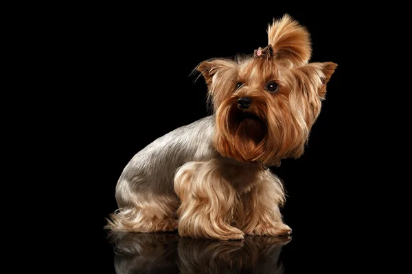 Närbild Yorkshire Terrier hund står på svart spegel — Stockfoto