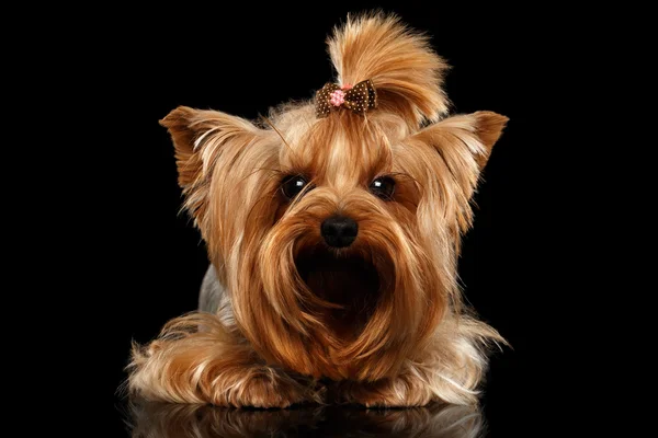 Närbild Yorkshire Terrier hund liggande på svart spegel — Stockfoto