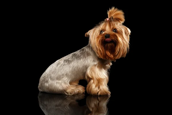 Närbild Yorkshire Terrier hund visar tungan på svart spegel — Stockfoto