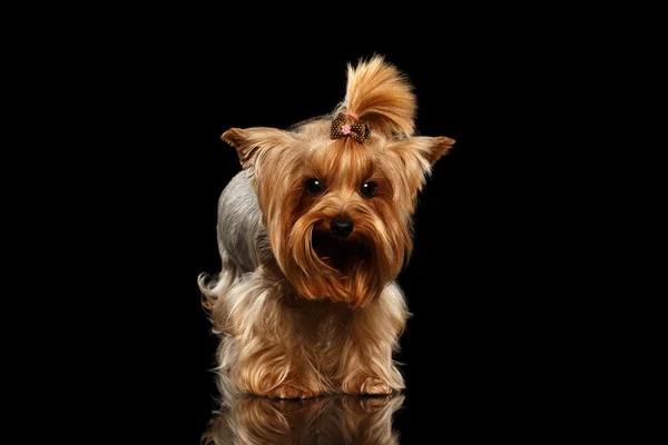 Zbliżenie Yorkshire Terrier pies stoi na czarne lustro — Zdjęcie stockowe