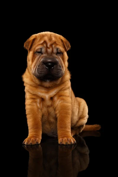 Primer plano divertido Sharpei cachorro se sienta en el espejo negro —  Fotos de Stock