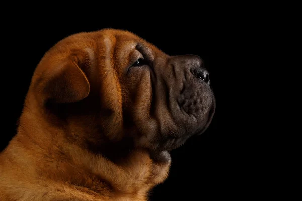 Primer plano divertido Sharpei cachorro en perfil aislado en negro —  Fotos de Stock