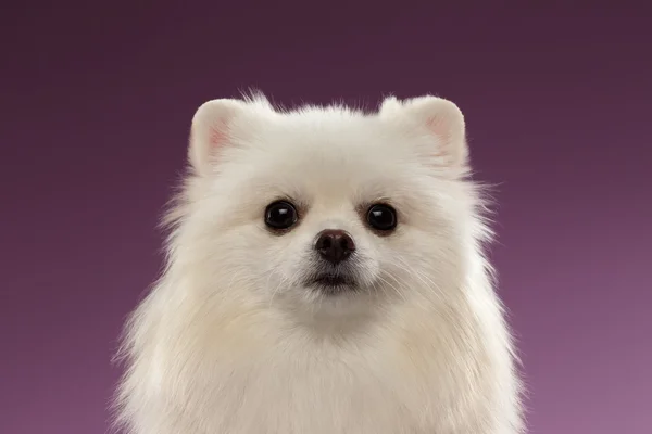 Closeup Portrait of White Spitz Dog on Colored Background — Stock Photo, Image