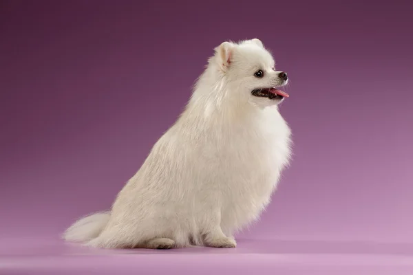 Närbild porträtt av Spitz hund i profil Visa på färgad bakgrund — Stockfoto