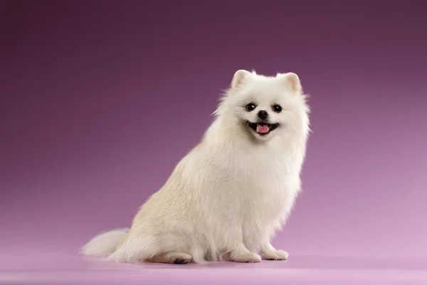 在彩色背景上的白色斯皮茨狗的特写肖像 — 图库照片