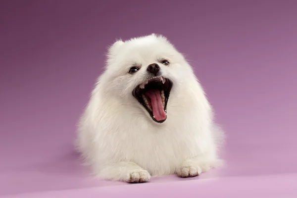 Closeup portret van gaapt Spitz hond op gekleurde achtergrond — Stockfoto