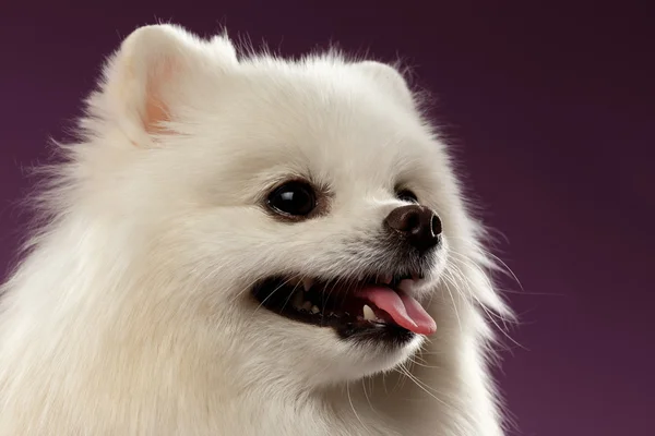 Retrato de close-up do cão branco Spitz em fundo colorido — Fotografia de Stock