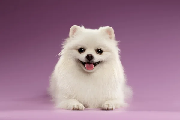 Bílý špic pes ležící na barevném pozadí — Stock fotografie