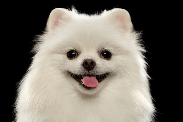 Closeup Portrait of  White Spitz Dog on Black — Stock Photo, Image