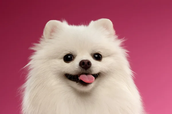 Retrato de close-up do cão branco Spitz em fundo colorido — Fotografia de Stock