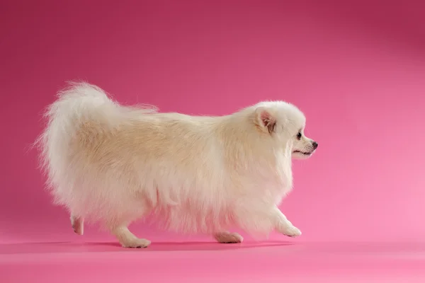 Witte Spitz hond loopt op gekleurde achtergrond — Stockfoto