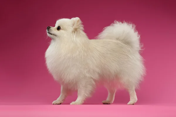 Witte Spitz hond staat op gekleurde achtergrond — Stockfoto