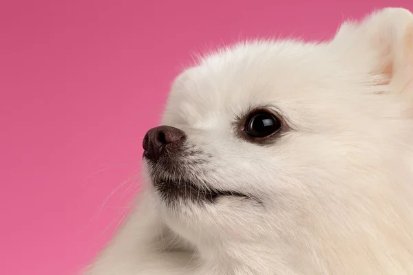 Closeup portret van witte Spitz hond op gekleurde achtergrond — Stockfoto