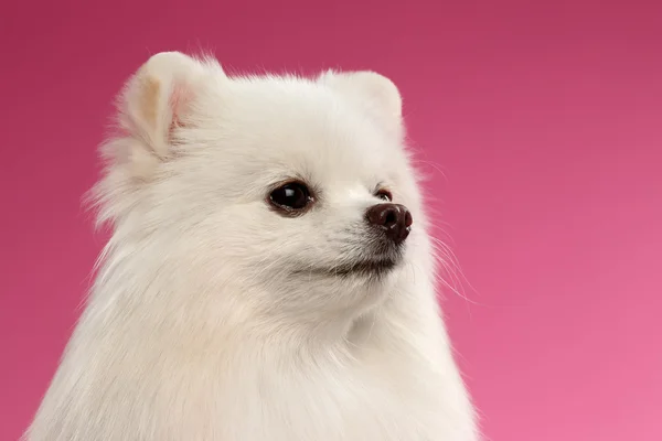 Närbild porträtt av vita Spitz hund på färgad bakgrund — Stockfoto