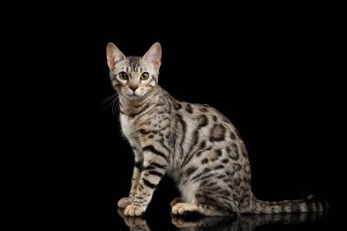 Bengal Kitty oturur ve kameraya siyah üzerinde seyir