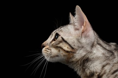 Bengal Kitty profil görünümü siyah, closeup portresi