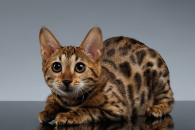 Closeup Bengal Kitty yatıyor karanlık degrade üzerinde