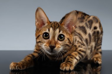 Karanlık degrade doğum closeup oynak Bengal Kitty