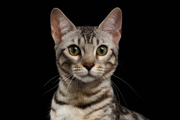 Nahaufnahme Portrait von Bengal Kitty Blick in die Kamera auf schwarz — Stockfoto