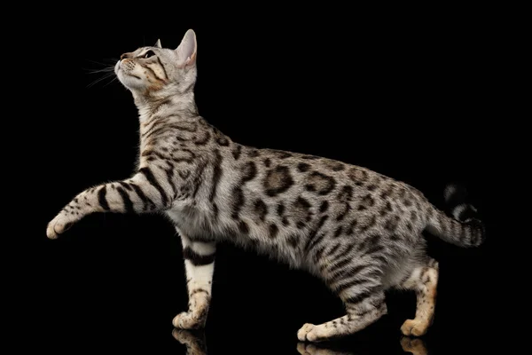 Bengáli cica séta a hossz-szelvény nézet, és növelni a mancs, fekete — Stock Fotó