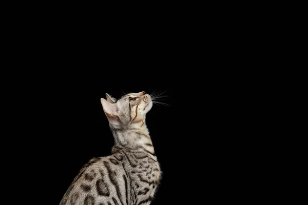 Bengala Kitty senta-se e olhando para cima no preto — Fotografia de Stock