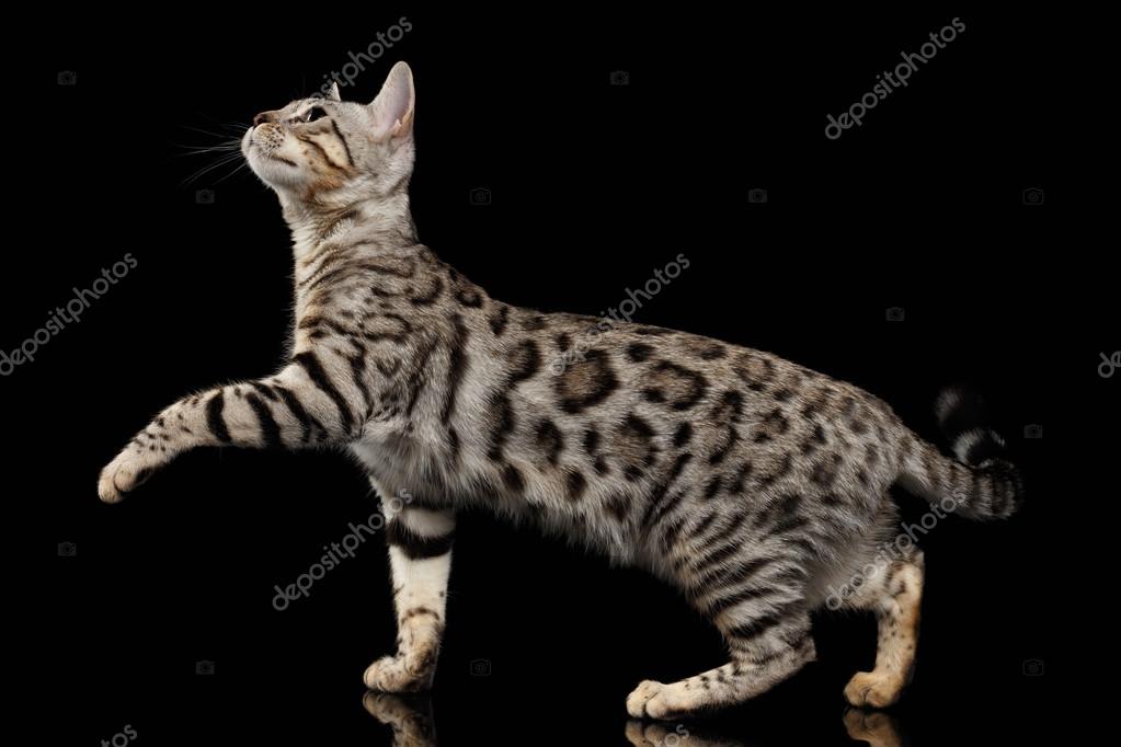 Walking Bengal Kitty At Profile View And Raising Paw On Black Stock Photo Image By C Seregraf 4100