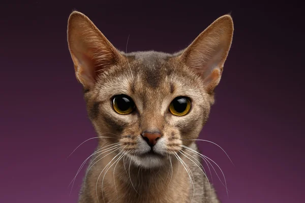 Bliska portret piękny kot Abisyński na fioletowym tle — Zdjęcie stockowe