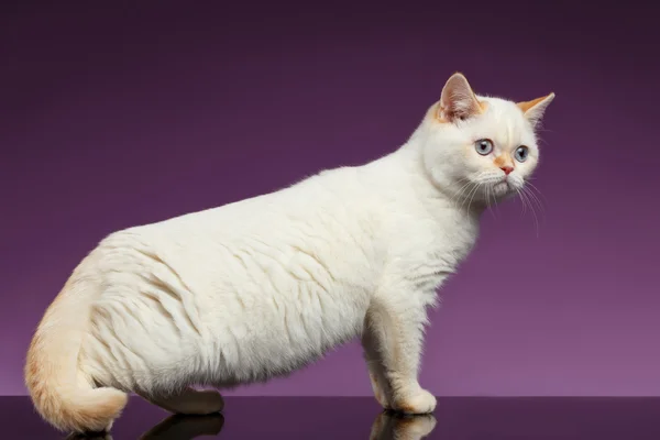 Blue Eyed British Kitten Stands on Purple — Stock Photo, Image