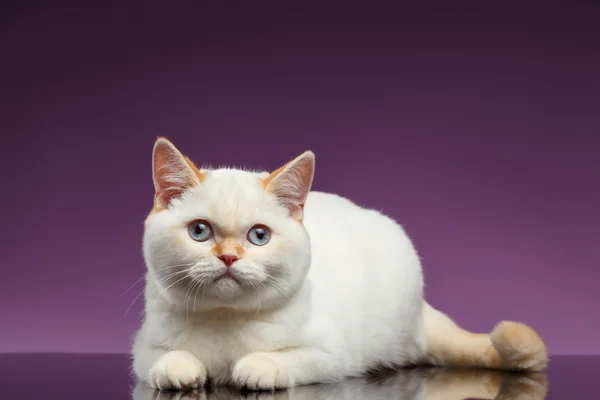 Blue Eyed British Kitten Lies on Purple — Stock Photo, Image