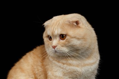 Closeup zencefil İskoç Fold kedi seyir siyah izole sol