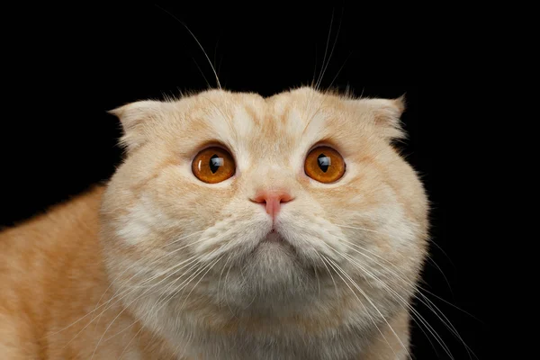 Ginger İskoç Fold siyah izole Cat portre korkuttu — Stok fotoğraf