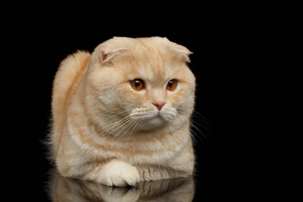 Ginger Scottish Fold Cat encontra-se isolado em Preto — Fotografia de Stock