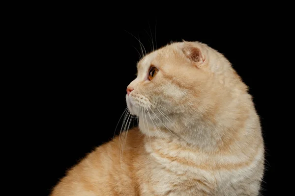 Gros plan Ginger Scottish Fold Cat Regard en arrière isolé sur Black — Photo