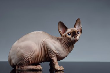 Sphynx kedi önünde oturur siyah görüntülemek 