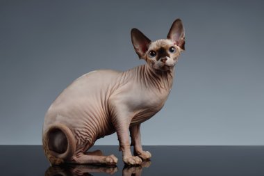 Sphynx kedi önünde oturur siyah görüntülemek 