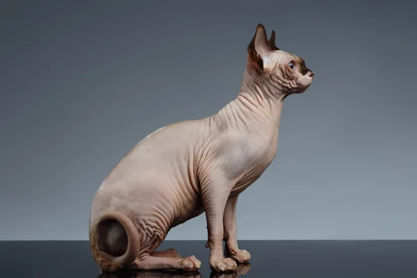 Sphynx Cat Sits and Looking Forward on Black — Stock Photo, Image