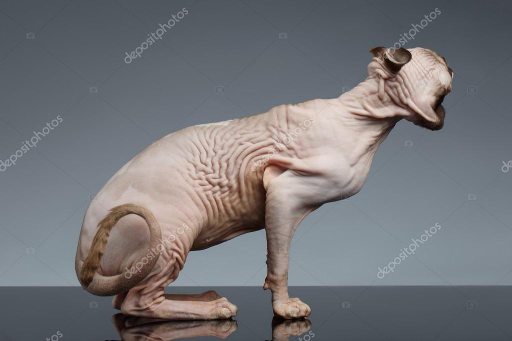 Gato Sphynx sacode a cabeça no preto — Stock Photo © Seregraf 90331334