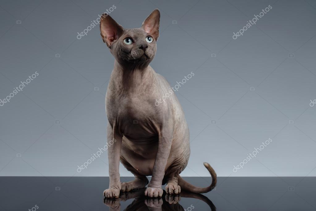 Sphynx Cat Sits And Looking Up On Black Stock Photo C Seregraf 90331360