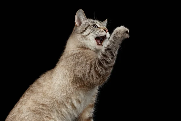Porträt einer thailändischen Katze, die Pfote mit geöffnetem Maul hochzieht — Stockfoto