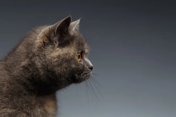 Retrato de close-up de gato escocês em fundo cinza em perfil — Fotografia de Stock