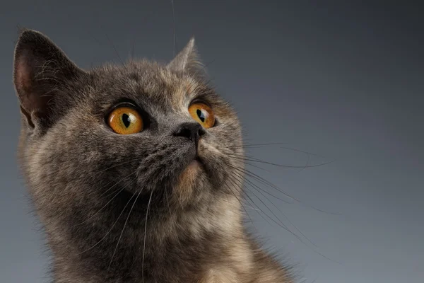 スコティッシュ猫の上を灰色のポートレート、クローズ アップ — ストック写真