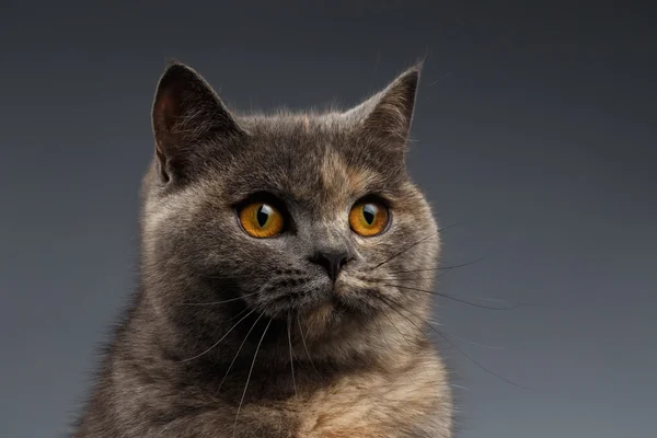Nahaufnahme Porträt einer schottischen Katze auf grau — Stockfoto