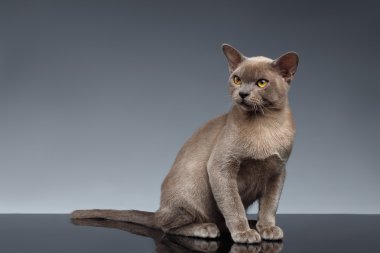 Burma kedi oturur ve gri yukarı Looking
