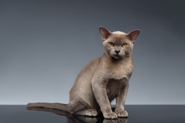 Burma kedi oturur ve gri kameraya bakarak