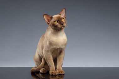Burma kedi oturur ve gri yukarı Looking