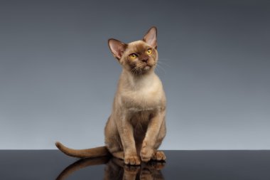 Burma kedi oturur ve gri yukarı Looking