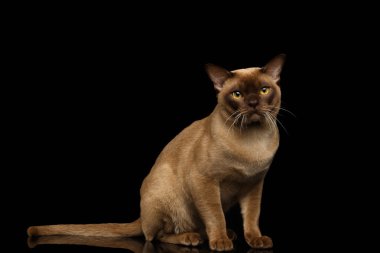  Burma kedi oturur ve siyah kameraya bakarak